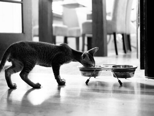 un gatto con poco pelo mentre mangia