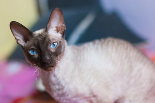 un gatto siamese visto di profilo