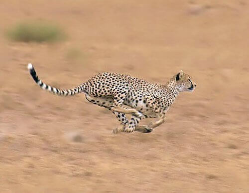 un ghepardo che corre