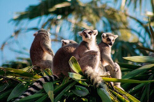 un gruppo di lemuri
