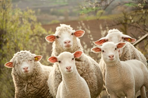 Tutto sulla riproduzione delle pecore
