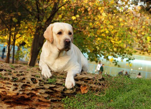 Labrador accucciato su un tronco
