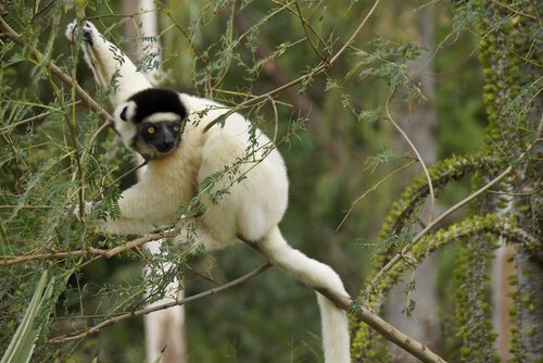 Lemuri: tutto ciò che bisogna sapere