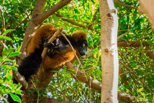 un lemure rosso e nero tra le fronde di un albero