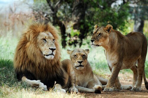 un leone con due leonesse riposano all'ombra