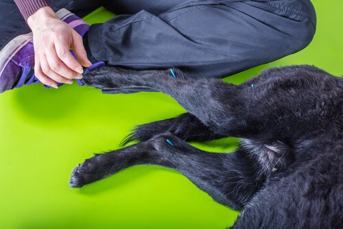 Agopuntura veterinaria alle gambe di un cane