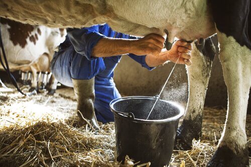 un operaio munge una mucca