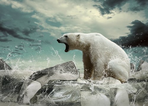 un orso polare con le fauci spalancate a caccia di salmoni