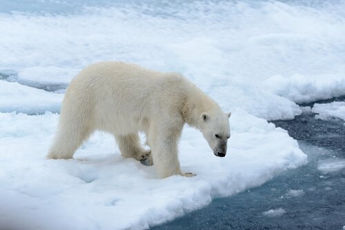 Curiosità sull’orso polare che dovete conoscere