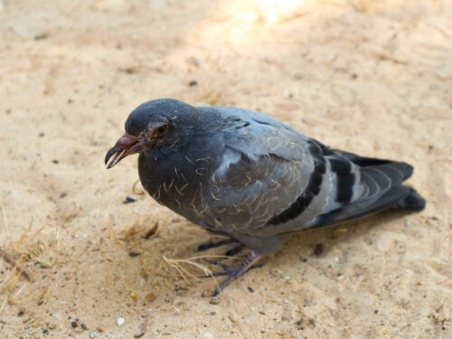 Malattie dei piccioni: quali sono, sintomi e rimedi