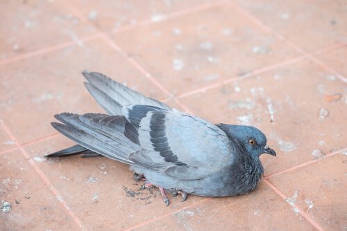 un piccione malato sdraiato di lato sul suolo