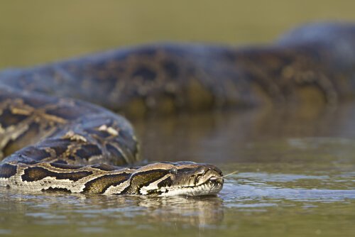 un serpente di foime mentre scivola sull'acqua