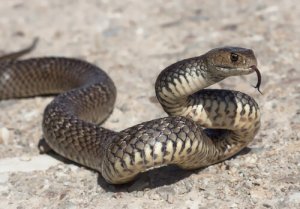 I serpenti nella cultura popolare