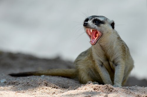 un suricato con la bocca aperta seduto sulla sabbia