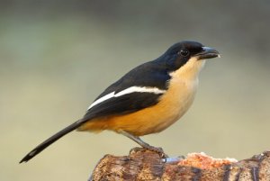 Birdwatching: 10 luoghi da non perdere in Italia e all'Estero