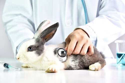 un veterinario auscultando un coniglio