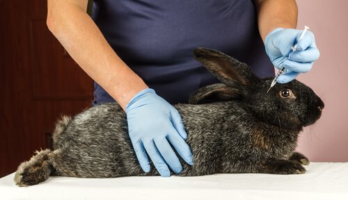 un veterinario con un coniglio e un vaccino in siringa