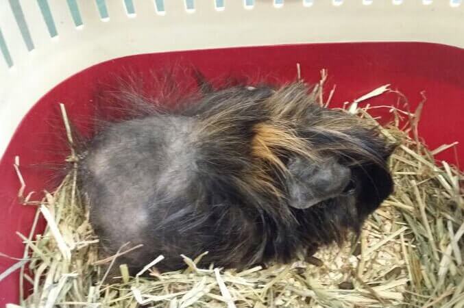 una cavia peruviana dorme nella sua cuccia