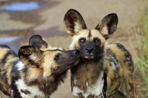 Licaone, il cane selvatico africano