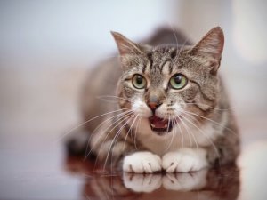 Il gatto sbava: perché? Cosa possiamo fare?