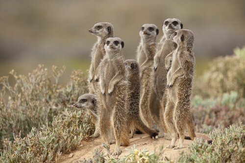 una gruppo di suricati in posizione di difesa e controllo