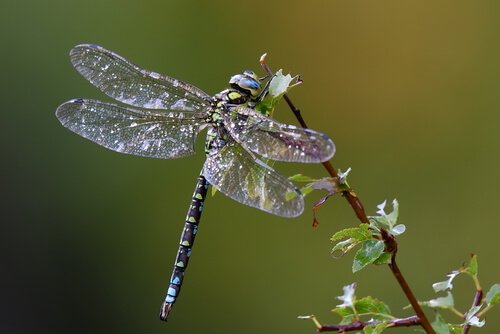 una libellula con le ali trasparenti si nutre da un fiore