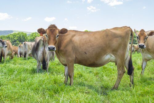 Allevamento sostenibile delle mucche da carne