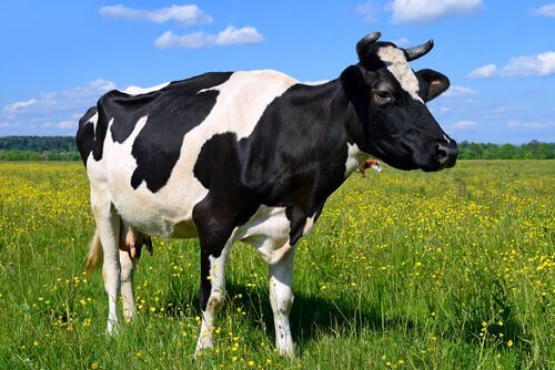 una mucca olandese nell'erba