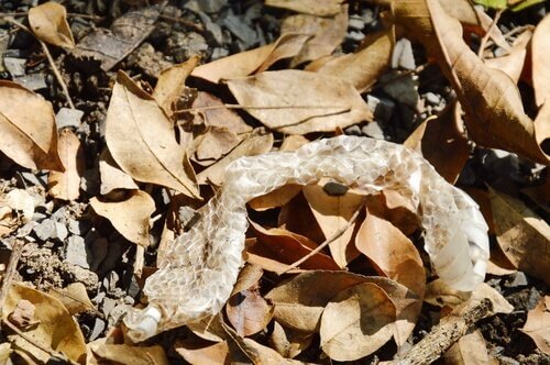 Una pelle di serpente dopo la muta tra delle foglie