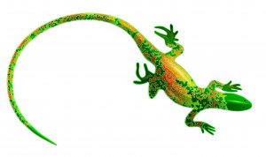 Differenze tra lucertole e salamandre