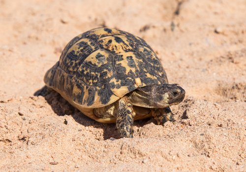 Tartaruga cammina nella sabbia