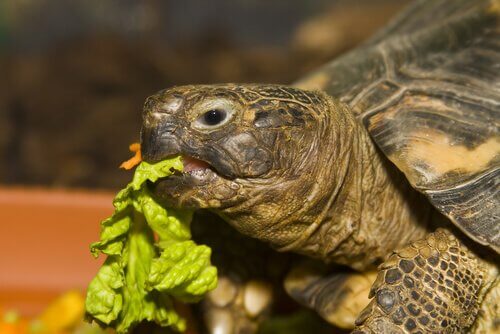 Tartaruga mentre mangia della lattuga