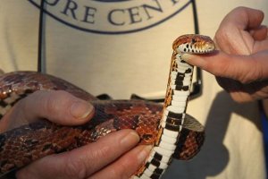 I serpenti più velenosi del Sud America