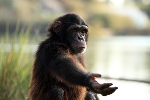 Scimpanzè che chiede noccioline ai visitatori