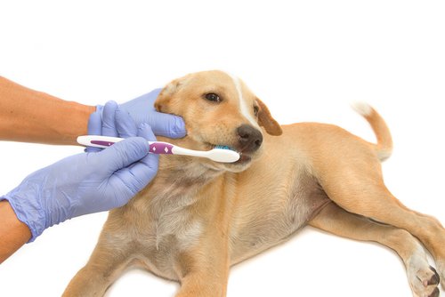 veterinario cerca di lavare i denti a un cane