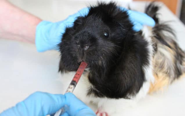 veterinario misura la febbre a un porcellino d'india