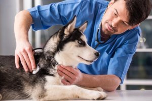 Bisogna castrare il cane? Ecco vantaggi e svantaggi