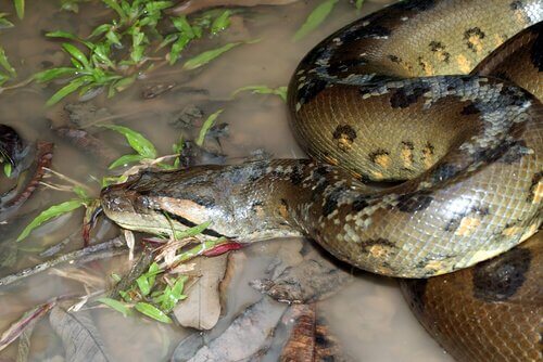 Anaconda inghiotte preda in una zona lacustre