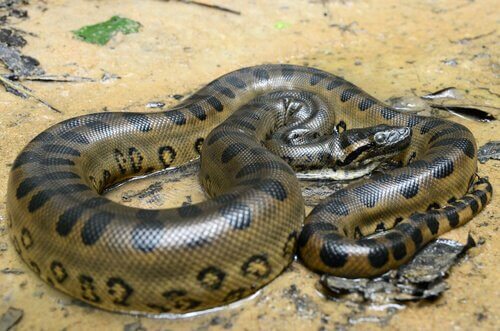 Anaconda rannicchiata in un momento di riposo