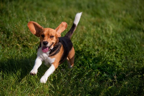 Beagle che corre nel prato 