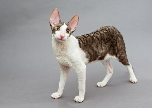 Cornish Rex bianco e grigio