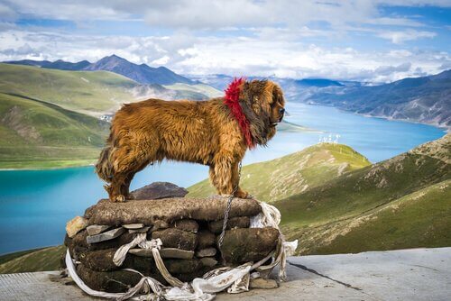 Il cane più costoso del mondo di profilo davanti alle montagne