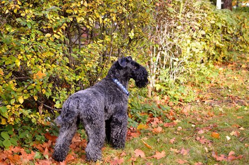Kerry Blue Terrier nel bosco