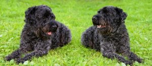 Scopriamo insieme il Kerry Blue Terrier