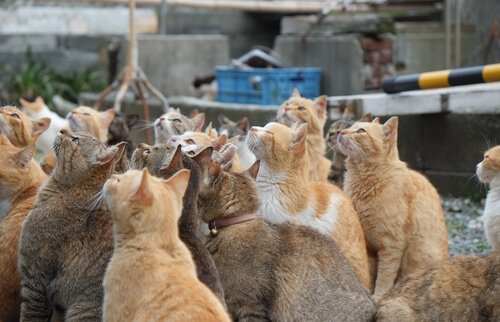 Conosciamo le isole dei gatti in Giappone
