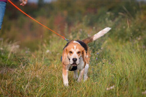 cane che pratica sport mantrailing