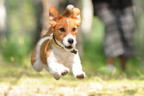 cane Terrier che corre 