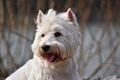 West Highland Terrier