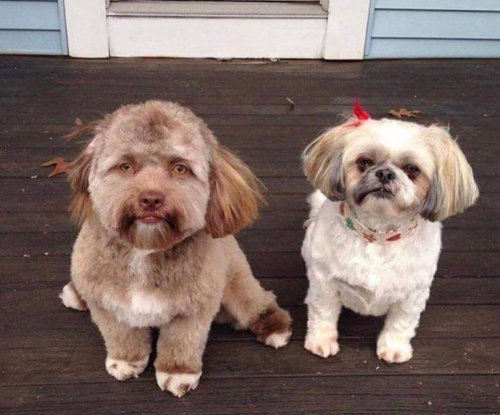 Yogi e un altro cane sulle reti sociali
