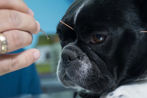 Agopuntura tra medicina alternativa per animali